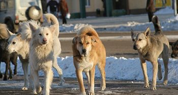 К чему снится стая собак