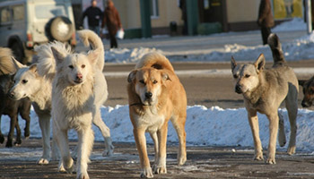 К чему снится стая собак